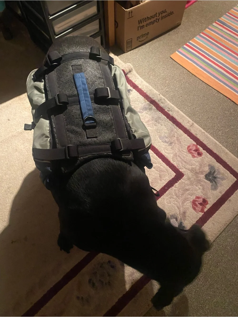 Ollie Dog Black Pet Backpack for Hiking